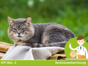Consensus Statements für die Kleintiermedizin – Kurs 04: Chronische Nierenerkrankungen