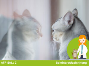 Consensus Statements für die Kleintiermedizin – Kurs 12: Hyperthyreoidismus