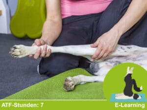 Manuelle und Physikalische Therapien II (2026)