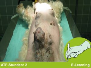 Operationen beim Kleintier Kurs 06: Operation von Haut- und Mammatumoren