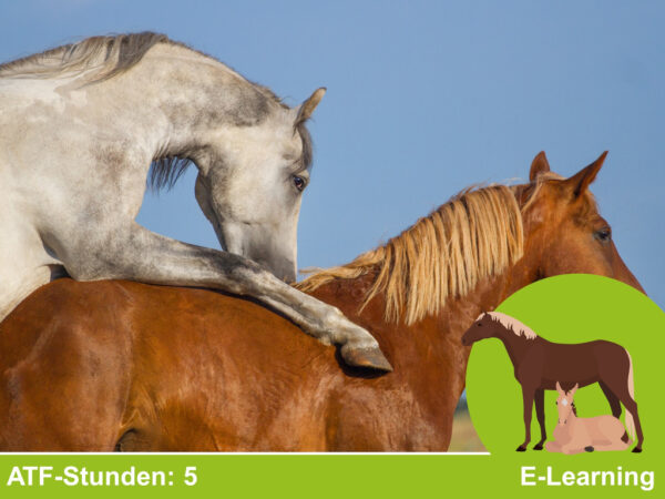 Reproduktionsmedizin Pferd – Kurs 4: Andrologie und Besamung