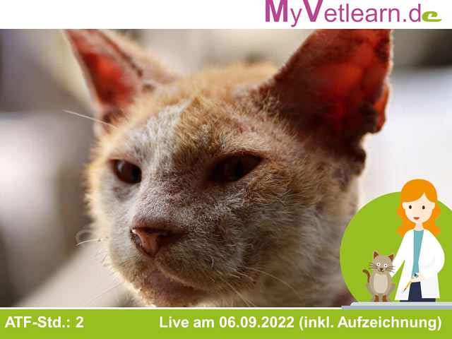 Consensus Statements für die Kleintiermedizin – Kurs 22: Nicht-virale Infektionen der Katze