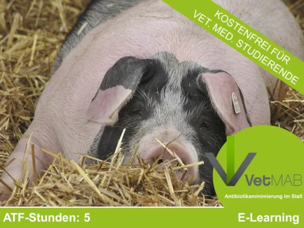 VetMAB – zur Minimierung des Antibiotikaeinsatzes in der Nutztierhaltung: Schweine
