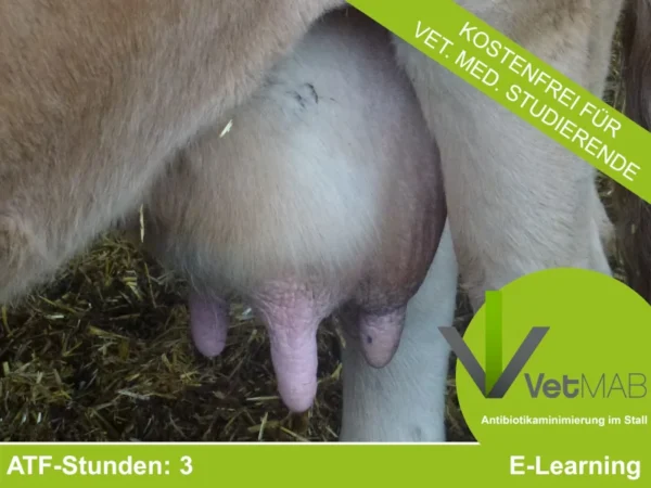 VetMAB – zur Minimierung des Antibiotikaeinsatzes in der Nutztierhaltung: Mastitis