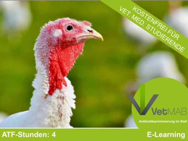 VetMAB – zur Minimierung des Antibiotikaeinsatzes in der Nutztierhaltung: Mastputen