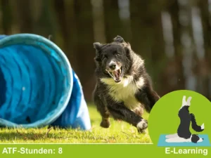 Manuelle und Physikalische Therapien V: Orthopädie, Hundesport und Katzenbehandlung (2026)