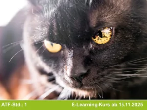 Kurs 5: Unterschied in Beurteilung, Diagnostik und Outcome der Irisveränderungen bei Hund und Katze