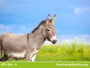 Der Esel als Patient in der tierärztlichen Praxis (2026)