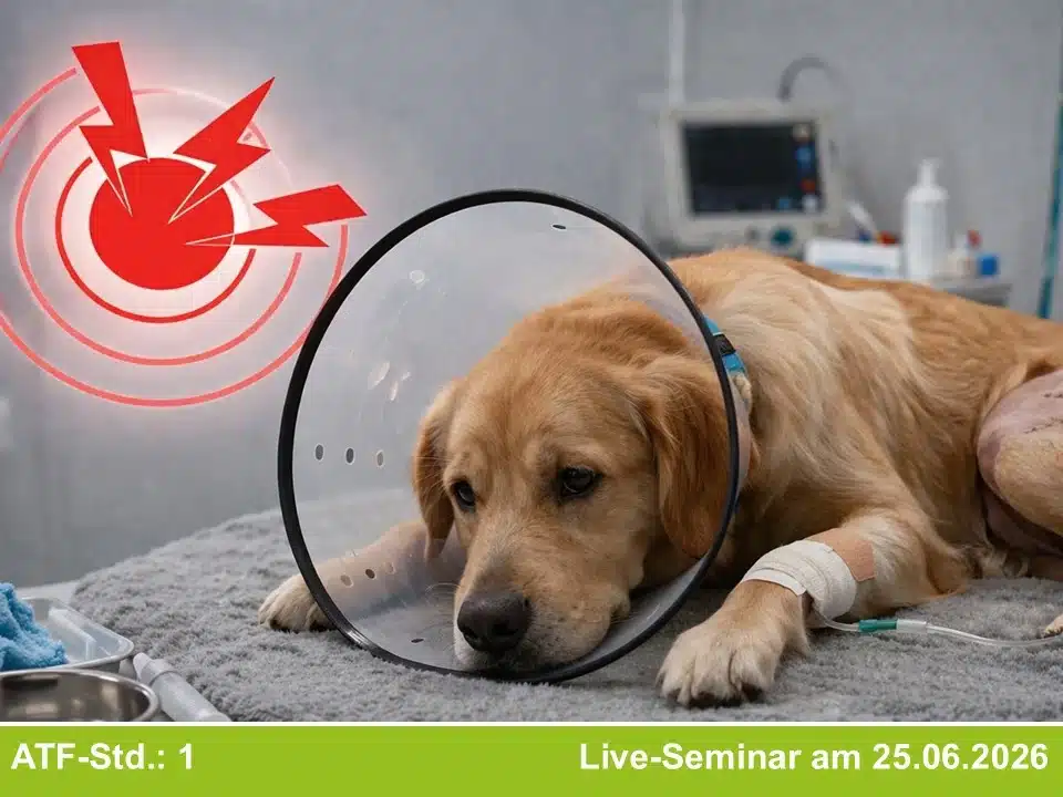 Perioperatives Schmerzmanagement beim Hund: Wann, wie und wieso? Perioperatives Schmerzmanagement beim Hund: Wann, wie und wieso?